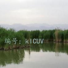 û