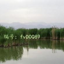 ƫ
