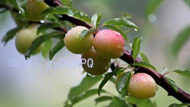 ź