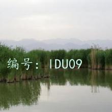 ź
