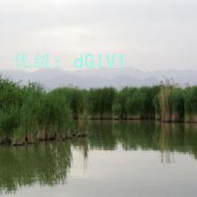 ƫ