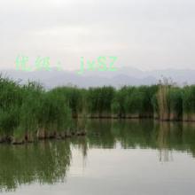 ĩ