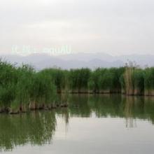ָ