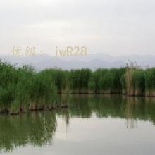 ź
